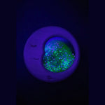 Petit Boum Lune sensorielle avec effet phosphorescent